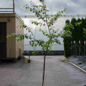 Tuotekuva normaali
