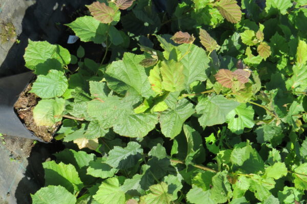 Corylus avellana