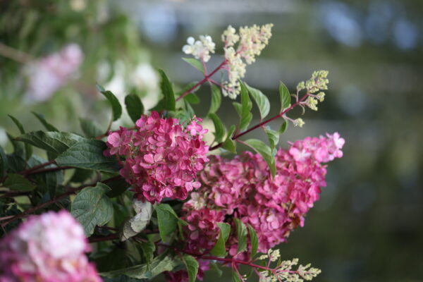 Hydrangea paniculata WIMS RED