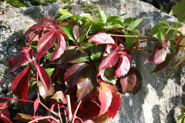 Parthenocissus inserta