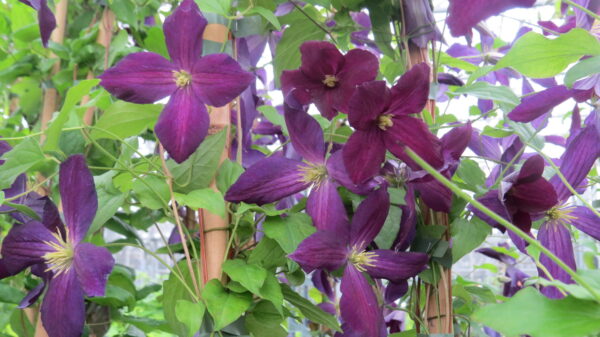 Clematis Viticella-ryhmä POLISH SPIRIT