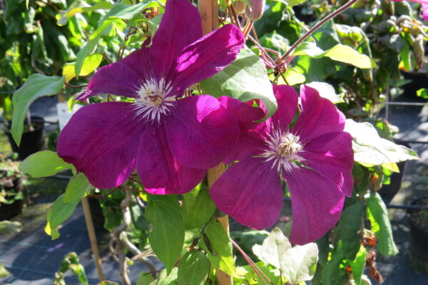 Clematis ROUGE CARDINAL