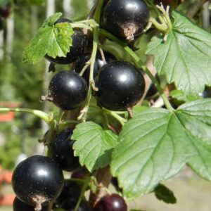 Ribes nigrum MIKAEL