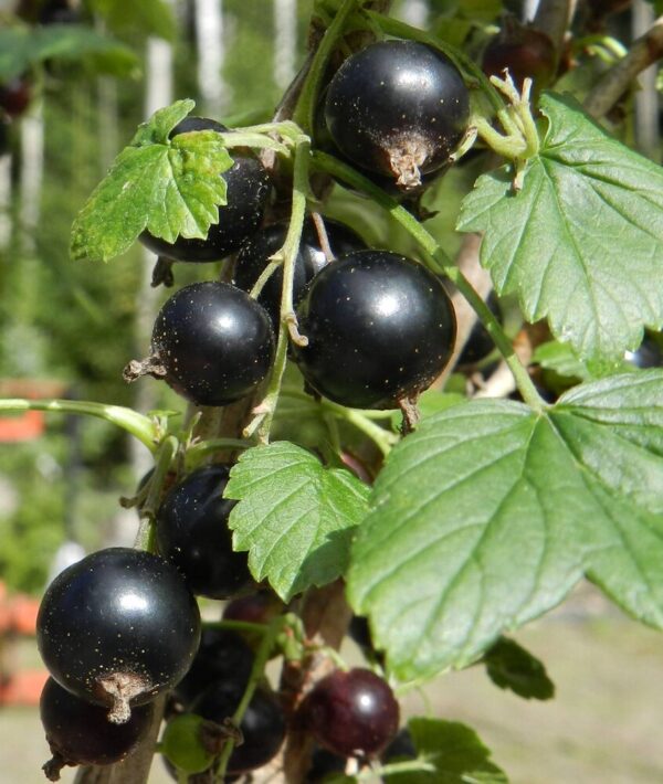 Ribes nigrum MIKAEL