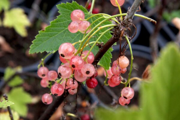 Ribes rubrum AILI