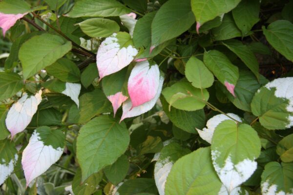 Actinidia kolomikta