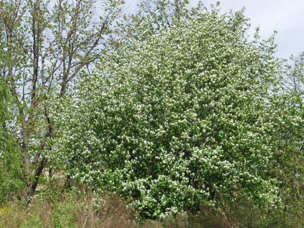 Amelanchier alnifolia