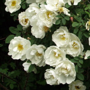Rosa Spinosissima-Ryhmä KAKWA