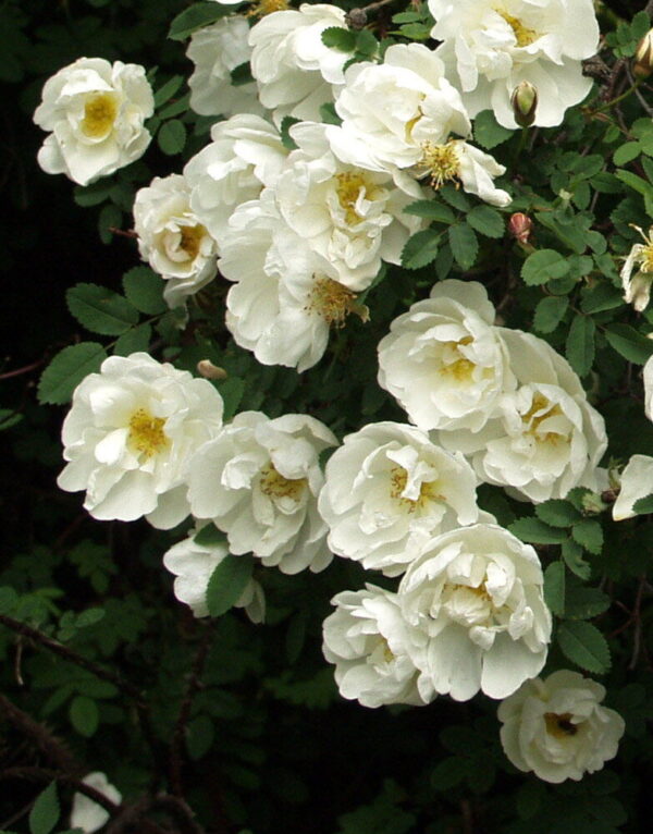 Rosa Spinosissima-Ryhmä KAKWA