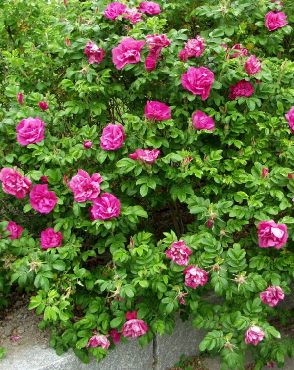 Rosa SCARLET PAVEMENT