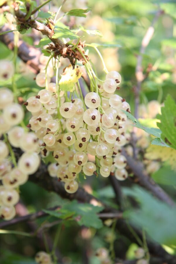 Ribes VALKOHERUKKA rung.