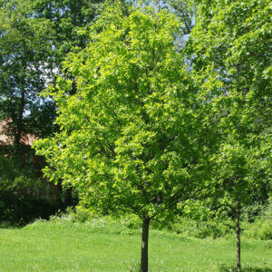 Quercus robur