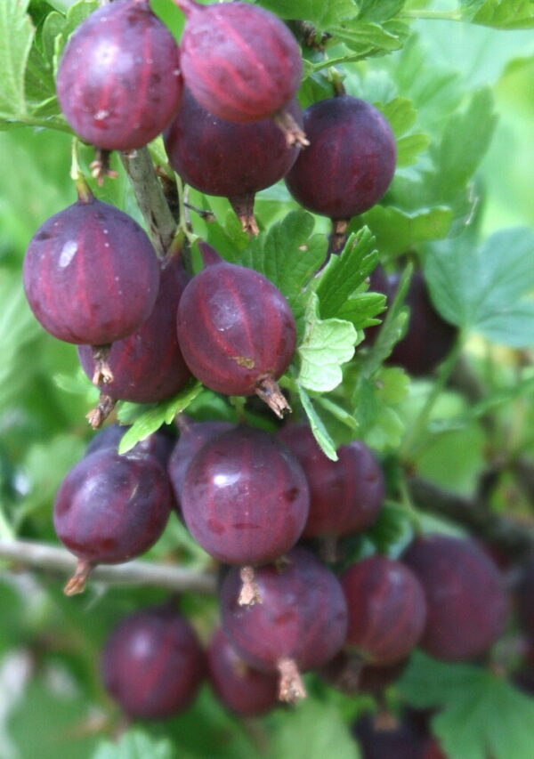 Ribes CAPTIVATOR