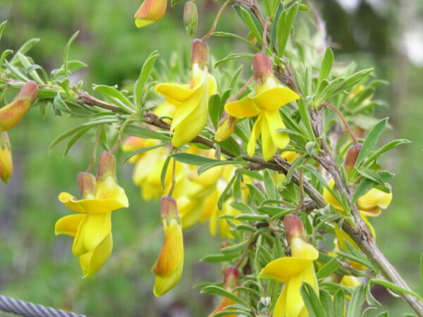 Caragana arborescens