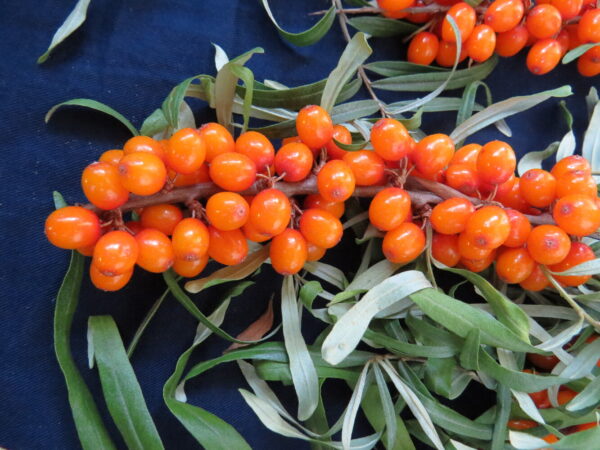 Hippophae rhamnoides PERSIKKATYRNI (PERTSIK) 150-
