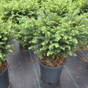 Picea omorika KAREL 30-40