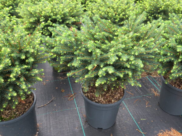 Picea omorika KAREL 30-40