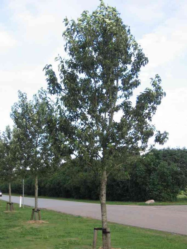 Populus balsamifera 6-8