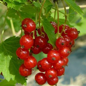 Ribes rubrum KATRI