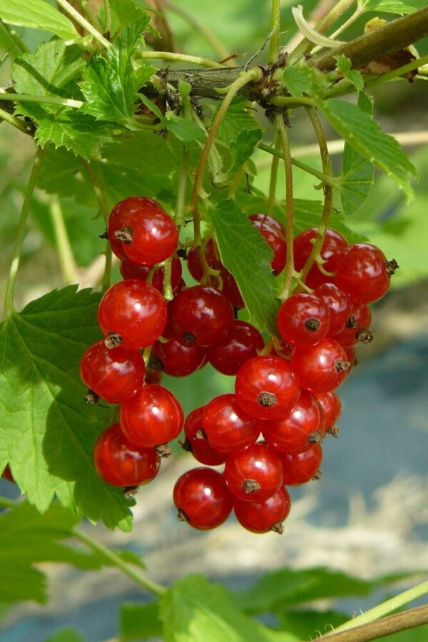 Ribes rubrum KATRI