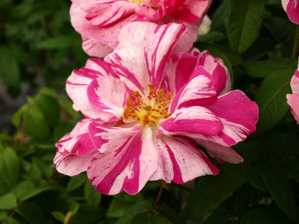 Rosa ROSA MUNDI
