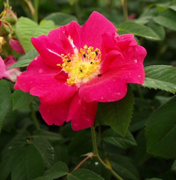 Rosa SPLENDENS