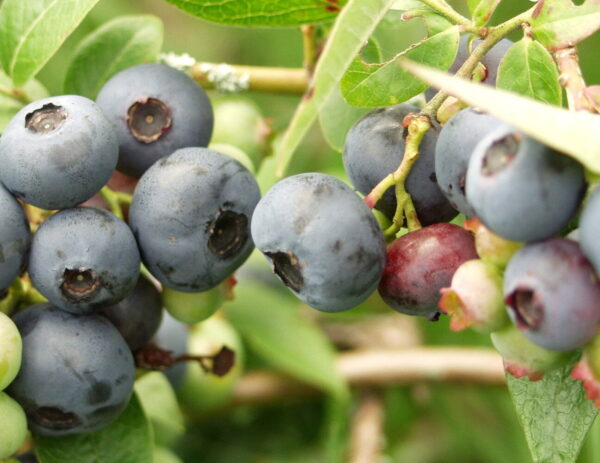 Vaccinium NORTH BLUE