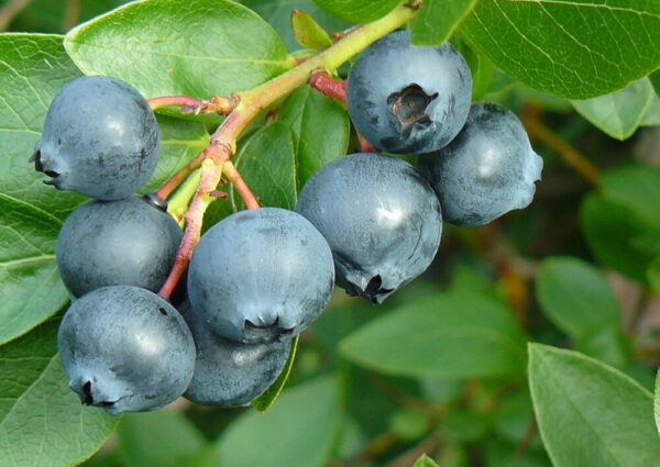 Vaccinium Alvar