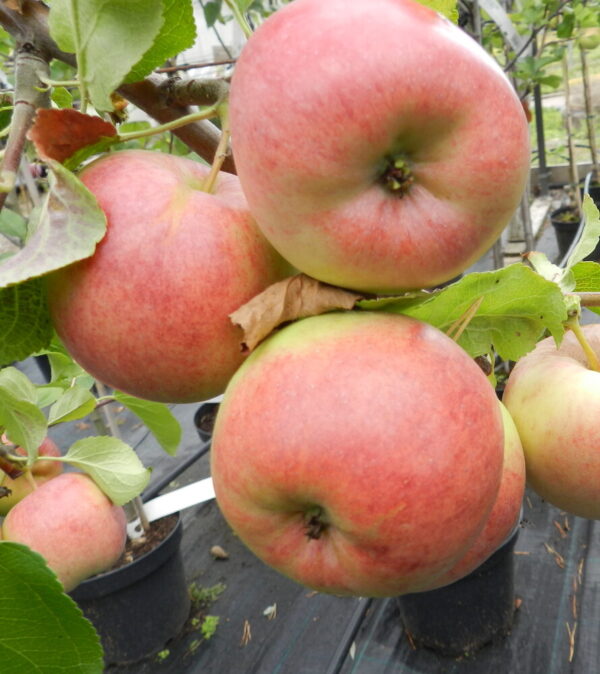 Malus domestica KYMPPITONNI hk
