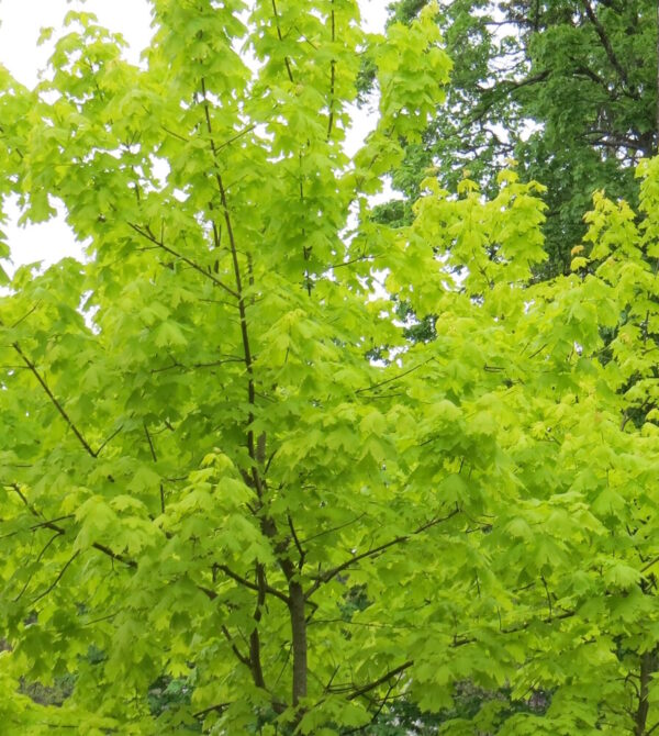 Acer platanoides PRINCETON GOLD 6-8
