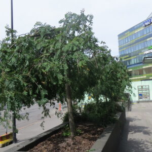 Sorbus aucuparia PENDULA 180-
