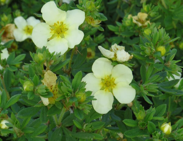 Dasiphora fr.  DART′S  CREAM