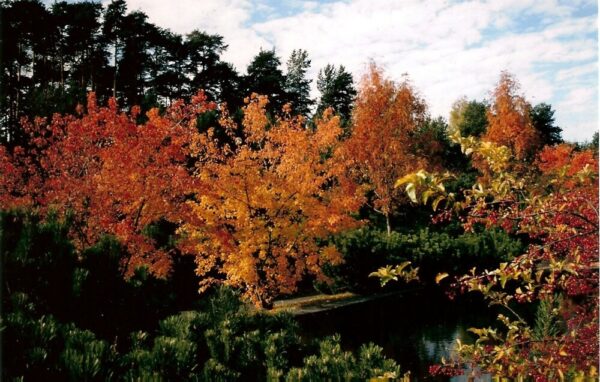 Acer tataricum subsp. Ginnala