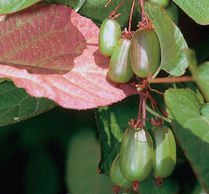 Actinidia kolomikta DR SZYMANOWSKI