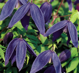 Clematis Alpina-ryhmä PAMELA JACKMAN
