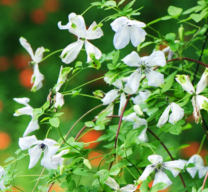 Clematis Viticella-ryhmä ALBA LUXURIANS