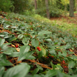 Cotoneaster dammeri MOONCREEPER
