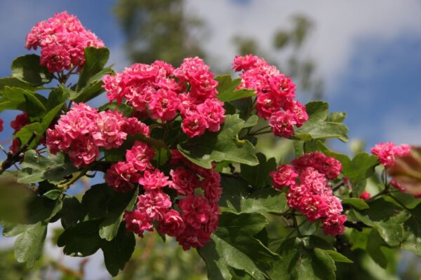 Crataegus x media PAULS SCARLET