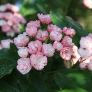 Crataegus x mordenensis TOBA