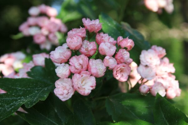 Crataegus x mordenensis TOBA