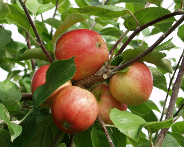 Malus domestica SÄVSTAHOLM