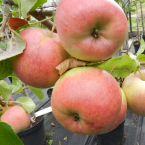 Malus domestica KYMPPITONNI 6-8 Hk