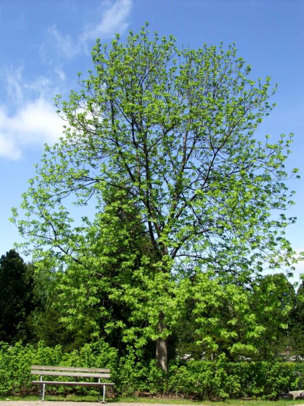 Fraxinus excelsior 10-12