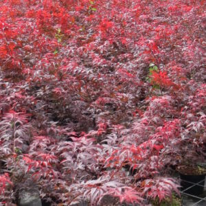 Acer palmatum Atropurpureum