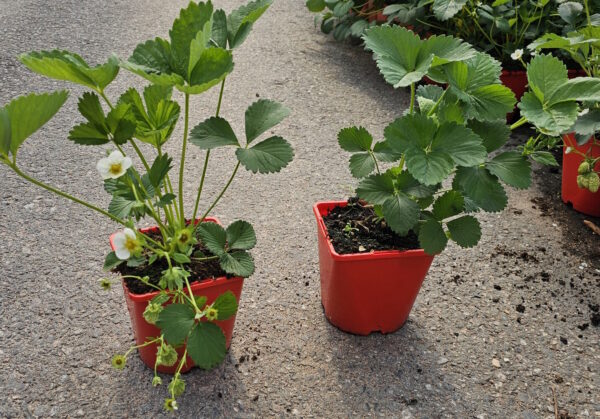 Fragaria x ananassa POLKA