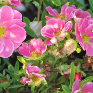 Dasiphora fruticosa PINK PARADISE