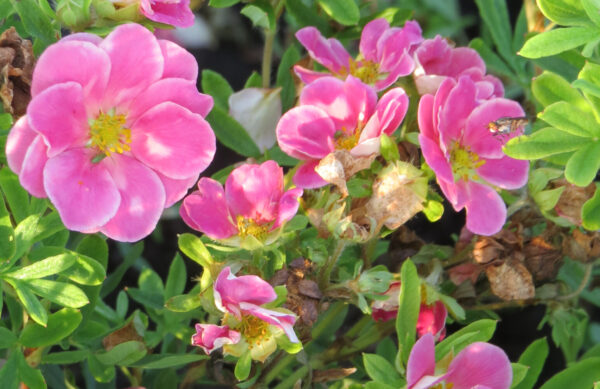 Dasiphora fruticosa PINK PARADISE