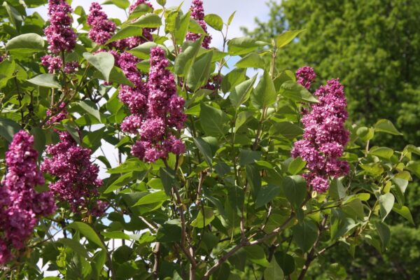 Syringa CHARLES JOLY