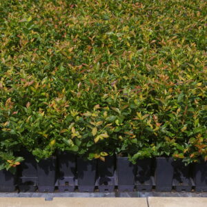 Vaccinium corymbosum BLUECROP