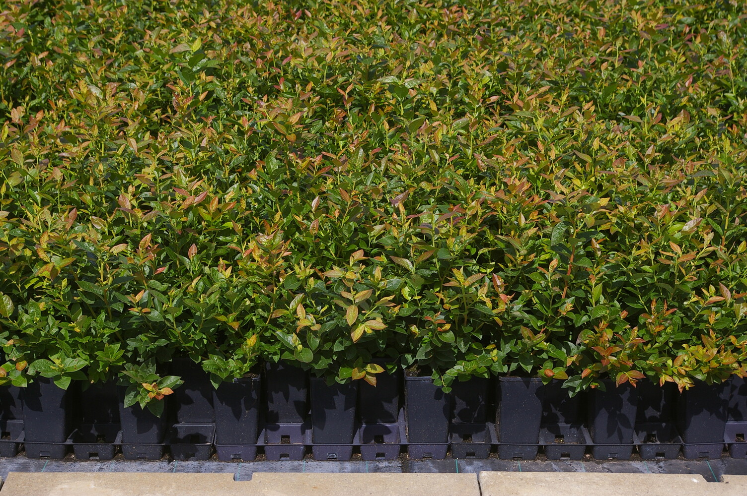 Vaccinium corymbosum BLUECROP
